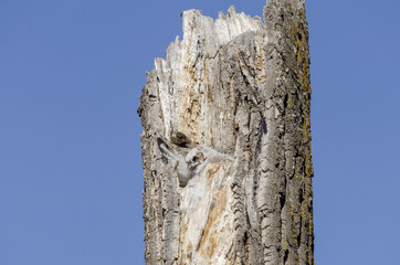 Young Great Horned owl peering out from its nest in a dead tree cavity, with blue sky background