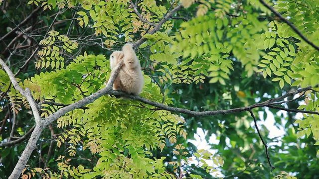Adult white gibbon sitting on a tree and looking around in Khao Yai national park, Thailand.
