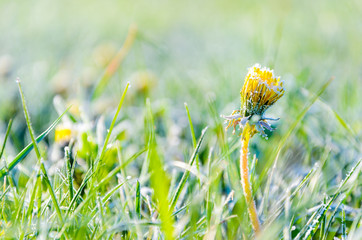 One Flower of a dandelion in the morning frost