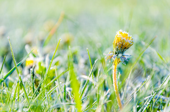 Fototapeta One Flower of a dandelion in the morning frost