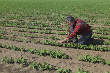 Farmer examining soy bean plant in field, spring time