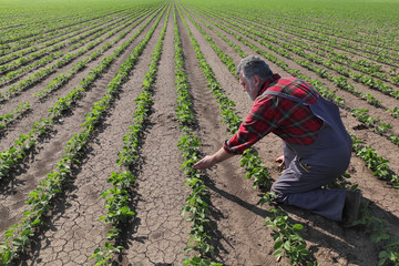 Farmer examining soy bean plant in field, spring time