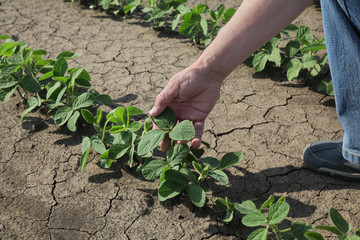 Farmer examining soy bean plant in field, closeup of hand, spring time