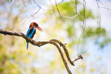 White throated kingfisher restin on a branch with a bright, warm, blurred background. Anuradhapura,...