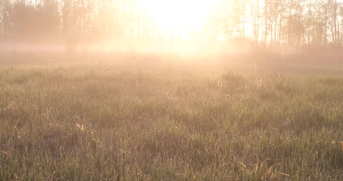 A slow panning movement towards the rising sun on a foggy spring morning in a meadow, Marshfield, Wisconsin