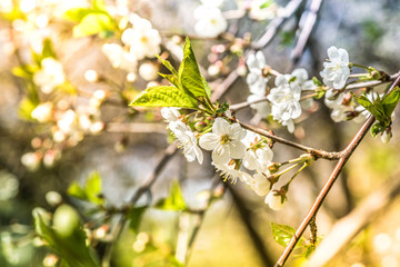 Spring. blossoms against a blue sky. Blooming tree