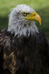 Closeup of a bald eagle in captivity