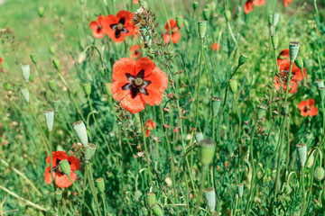 Scarlet poppies flowers on a green background