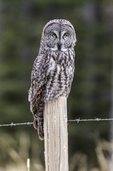 Great grey owl on a fence post, in the Alberta foothils, Canada