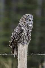 Great grey owl on a fence post, in the Alberta foothills, Canada