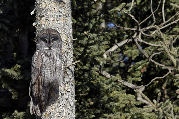 Great grey owl perched on a tiny branch of a tree, in the Alberta foothills, Canada
