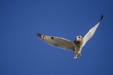 A short-eared owl flying overhead, against a brilliant blue sky, Alberta prairies, near Calgary, Canada