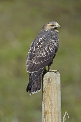 Juvenile Swainson's Hawk calling