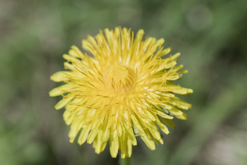 Одуванчик
