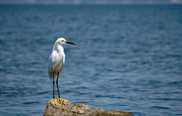 Snowy Egret