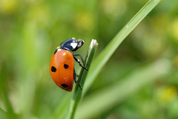 Macro lady bug