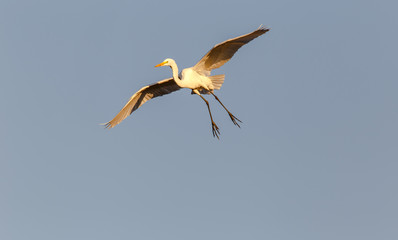 Great White Egret in Flight 
