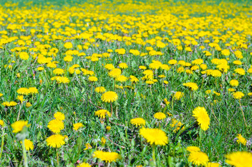 Field of yellow dandelions. Nature spring background