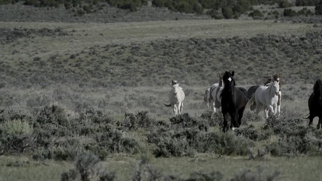 Herd of horses running in from sagebrush prairie