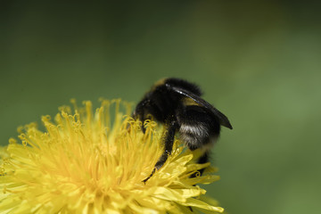 Bumblebee on the flower.
