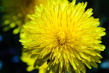 Close-up view of a yellow dandelion flower