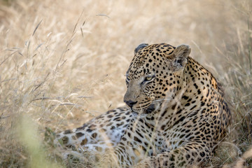 Big male Leopard laying in the high grass.