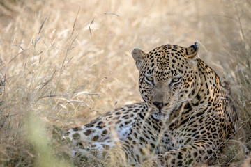 Big male Leopard laying in the high grass.