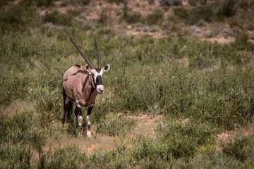Oryx standing in the grass and looking.
