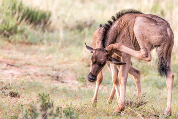 Baby Blue wildebeest scratching it self.