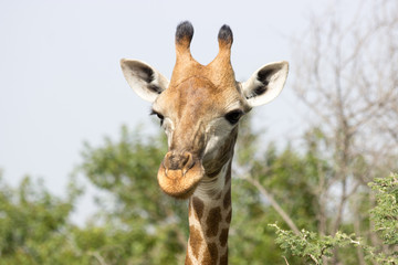 Obraz premium Tête de Girafe