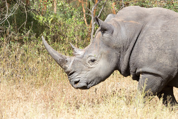 Obraz premium Tête de Rhinocéros