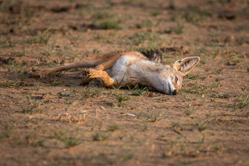 Black-backed jackal rolling itself in the sand.