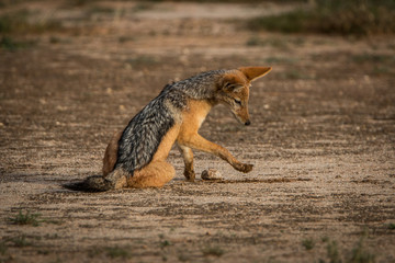 Black-backed jackal playing in the sand.