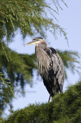 Great Blue Heron in a tree in Stanley Park, Vancouver
