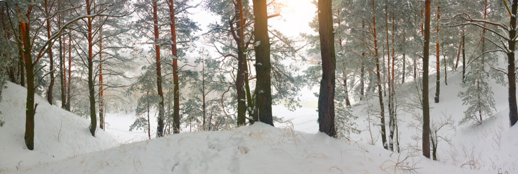 Fototapeta winter forest.
