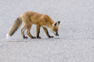 Young red fox kit stalking a mosquito