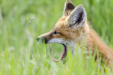 Sleepy young red fox kit yawning