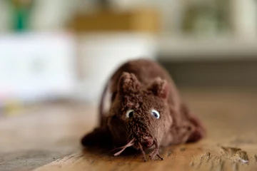 Fotobehang mouse © Mitzy