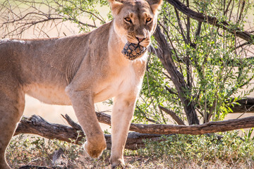 Lioness with a Leopard tortoise catch.