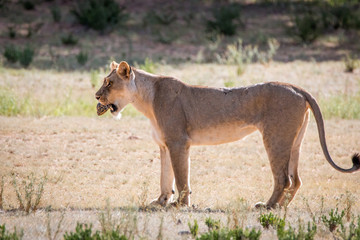 Naklejka premium Lioness with a Leopard tortoise catch.