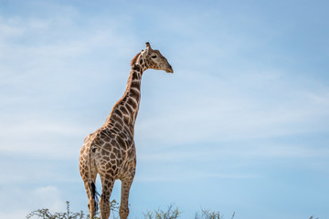 Side profile of a Giraffe in Kgalagadi.