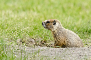 Naklejka na ściany i meble Young yellow-bellied marmot at its burrow.