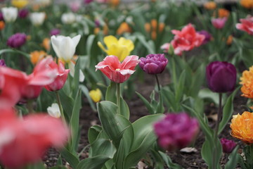 Obraz na płótnie Canvas tulip garden