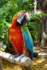 Parrot