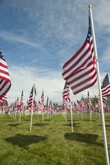 Field Full of Waving American Flags