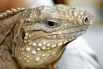 Iguana close up