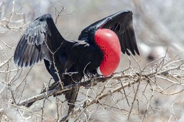 Fragata