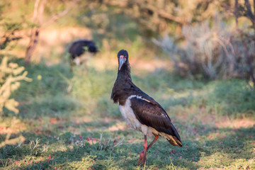Abdim's stork standing in the grass.