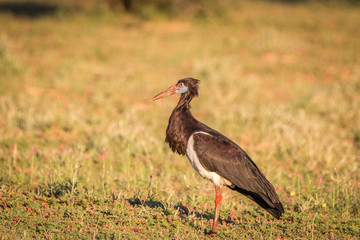 Abdim's stork standing in the grass.