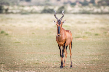 Red hartebeest standing in the grass and starring.